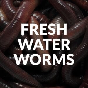 Fresh Water Worms - Earth / Nightcrawlers