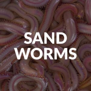 Sand Worms - (Live) - Dozen