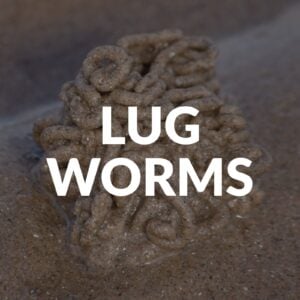 Lug Worms