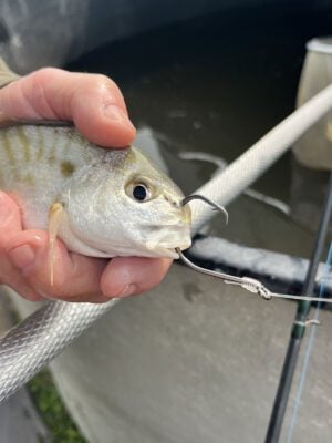 Spot - Live Bait Dozen