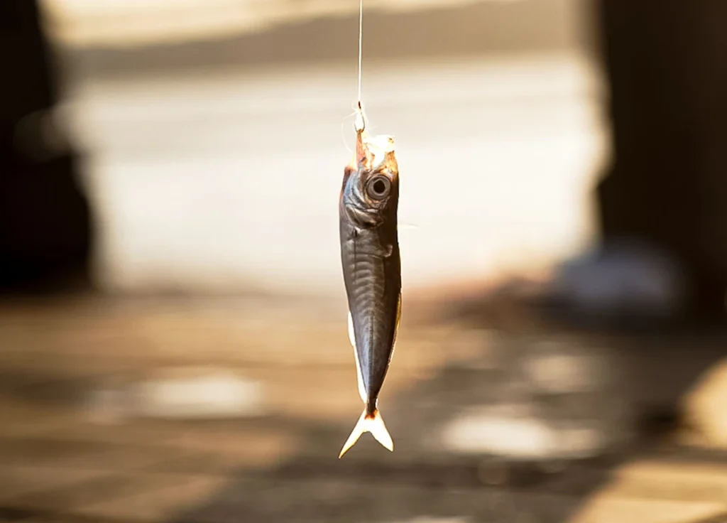 <h3>Live Bait</h3>
