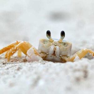 Crabs - White