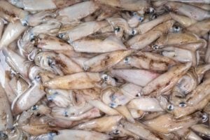 Local Loligo - Squid - Large - 2-3 pk - (Bait)