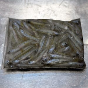 Local Spearing - 8oz Packs (BAIT)