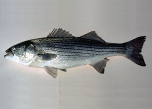 Santini - 24' Striped Bass Tube - Black